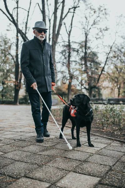 Mature blind man with a long white cane walking in park with his guide dog.