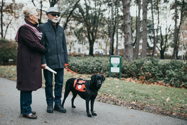 Mature blind man with a long white cane and his wife walking with their guide dog.