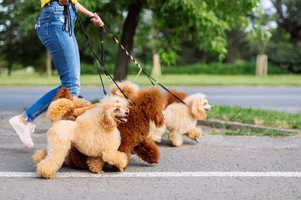 Hermosa Mujer Rubia Mediana Edad Disfruta Caminando Con Sus Adorables — Foto de Stock