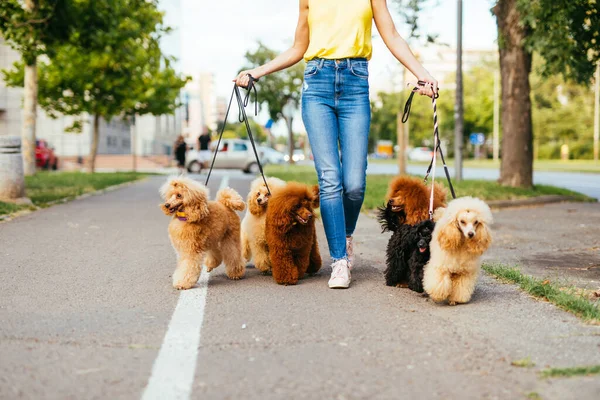 Beautiful Middle Age Woman Dog Walker Enjoys Walking Adorable Miniature — Stock Photo, Image