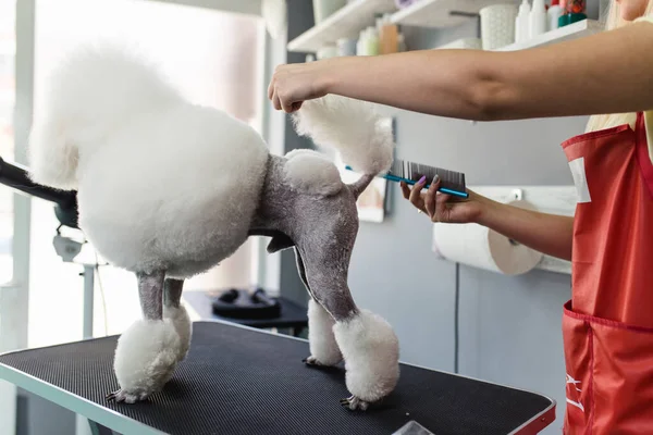 Female Groomer Brushing Miniature White Poodle Grooming Salon — Stock Photo, Image