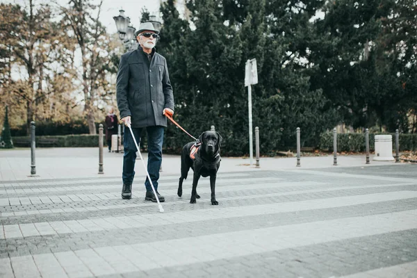 Guide dog helping blind man to cross the street.