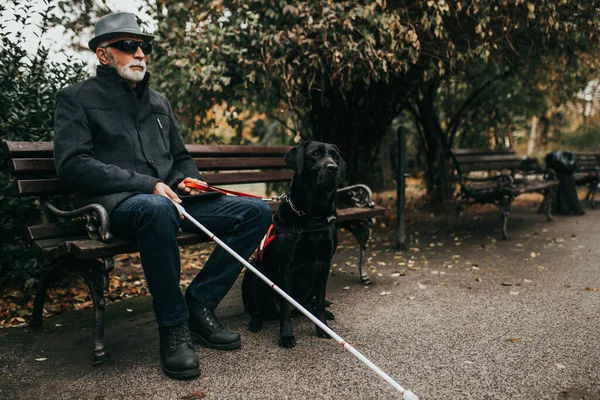Uzun Beyaz Bastonlu Olgun Kör Adam Rehber Köpeğiyle Parkta Oturuyor — Stok fotoğraf