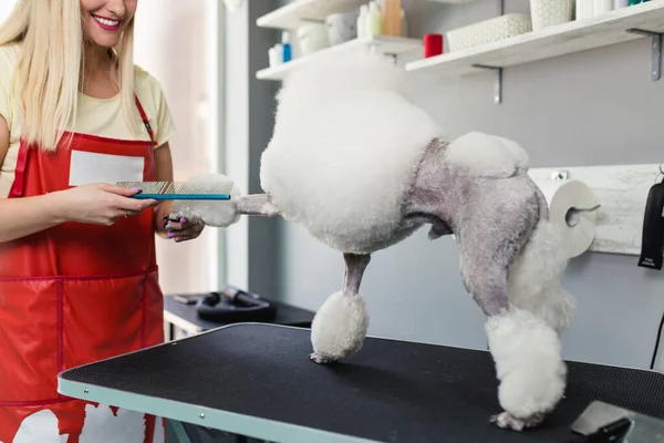 Mulher Groomer Escovando Poodle Branco Miniatura Salão Aliciamento — Fotografia de Stock