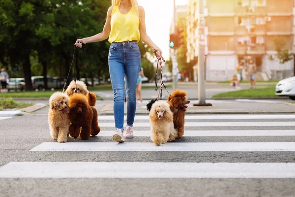 Vacker Medelålders Blond Kvinna Njuter Promenader Med Sin Bedårande Miniatyr — Stockfoto