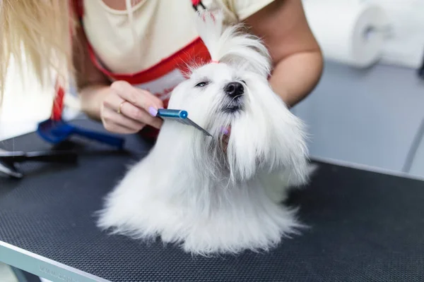 Mulher Groomer Escovar Cão Maltês Salão Aliciamento — Fotografia de Stock