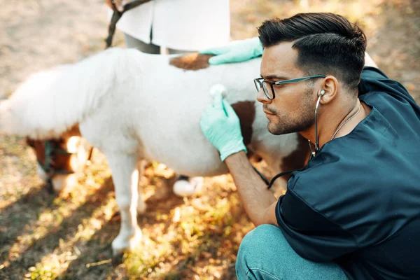 Två Veterinärer Undersöker Med Stetoskop Liten Och Bedårande Ponny Häst — Stockfoto