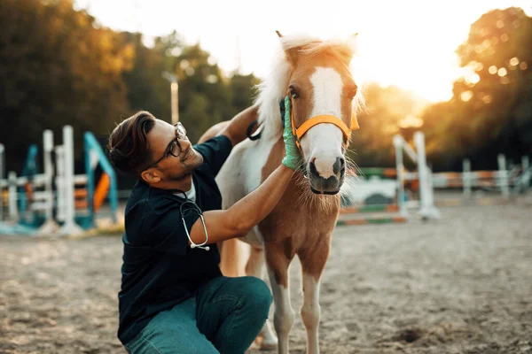 Mladý Atraktivní Muž Veterinář Těší Rozkošný Malý Poník Kůň — Stock fotografie