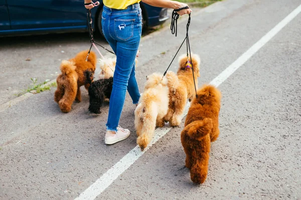 Vacker Medelålders Kvinna Hund Vandrare Njuter Promenader Med Bedårande Miniatyr — Stockfoto