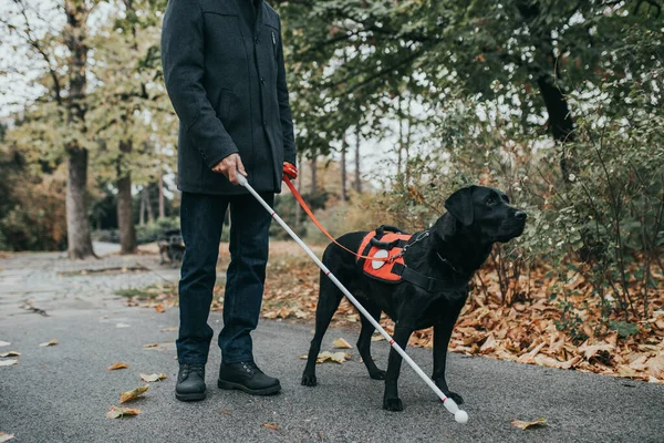 导盲犬在公园帮助盲人 — 图库照片