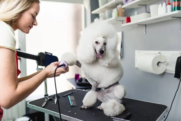 Miniature Poodle Grooming Salon — Stock Photo, Image