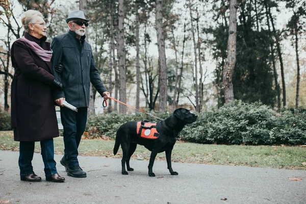 Mature blind man with a long white cane walking in park with his wife and guide dog.