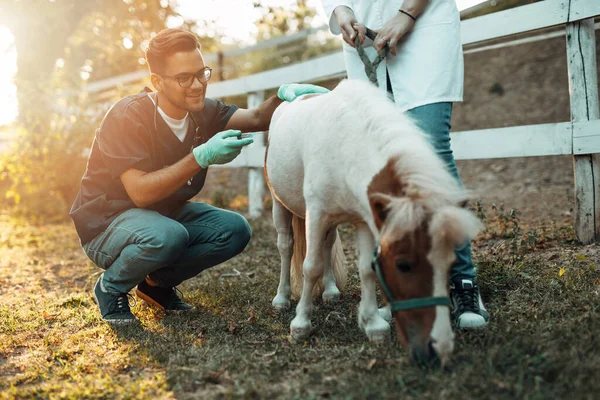 Mladý Atraktivní Muž Veterinář Dávat Injekci Malé Rozkošné Poníka Koně — Stock fotografie