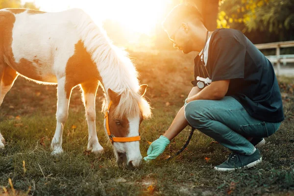 Νεαρό Ελκυστικό Αρσενικό Κτηνίατρο Εξέταση Και Σίτιση Αξιολάτρευτο Μικρό Άλογο — Φωτογραφία Αρχείου