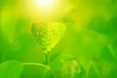 Arkaplan için su damlaları olan yeşil yaprak.