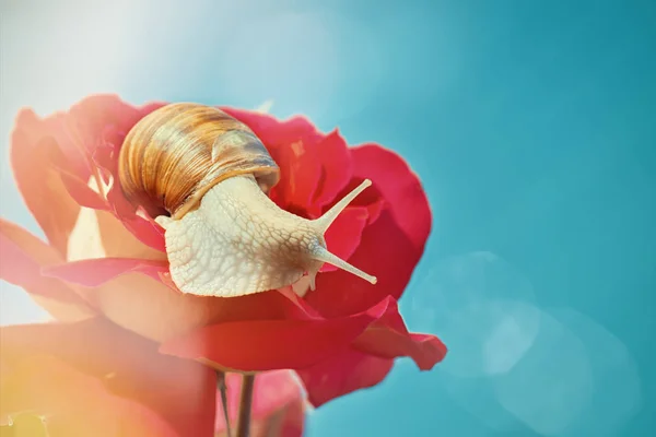 美丽的蜗牛在一个蓝色的天空玫瑰花蕾 — 图库照片