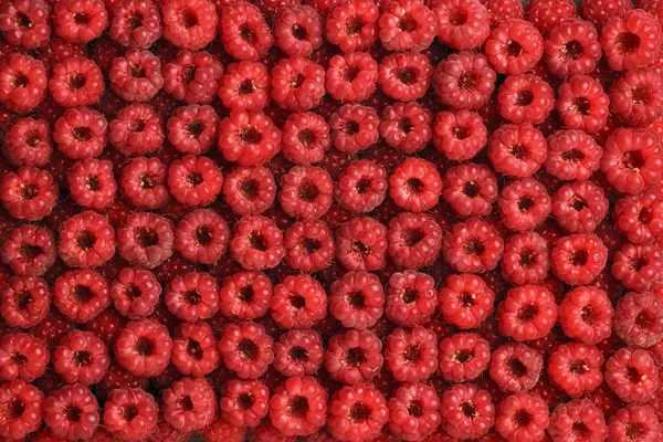 Texture of berries of red raspberries facing the top of the laid out linearly. Background.