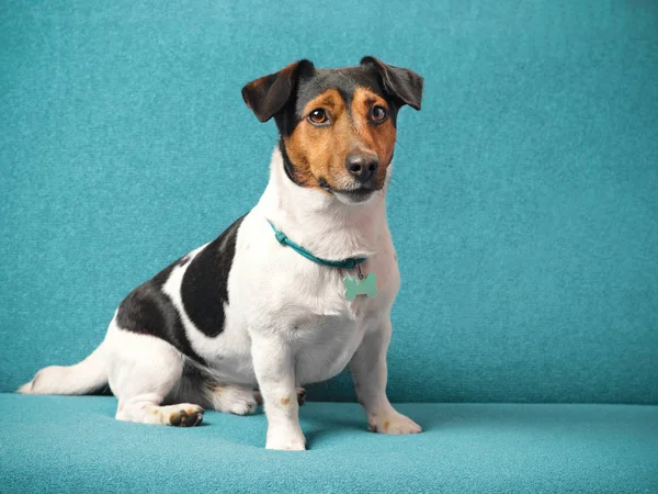 Raça Cão Jack Russell Terrier Sentado Sofá Azul — Fotografia de Stock