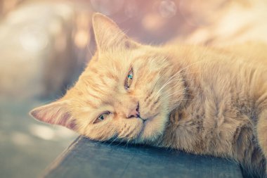 Açık havada uyuklamak zencefil tekir kedi.