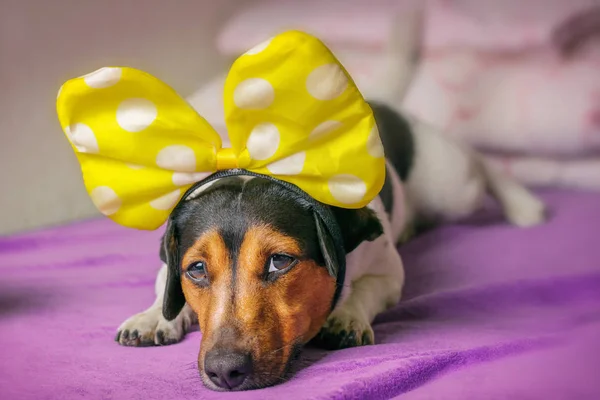 A sad dog lies on the couch. Concept illness symptoms.