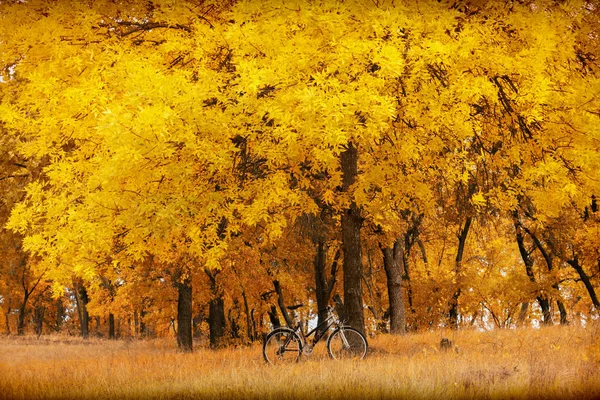 Jesion Żółtych Liści Rower — Zdjęcie stockowe