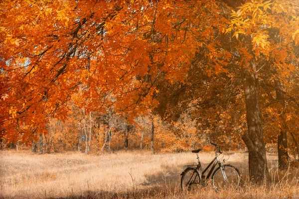 Jesień Las Rower Pod Drzewem — Zdjęcie stockowe
