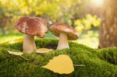 Ormanın kenarında yenilebilir yabani mantar.