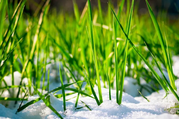 Césped verde centeno en la nieve . —  Fotos de Stock