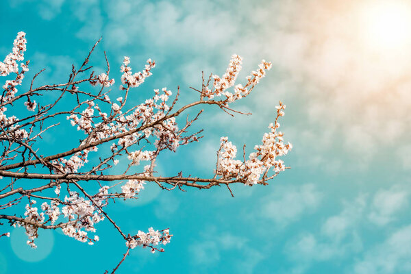 Flowering branch of apricots in a spring sunny day.