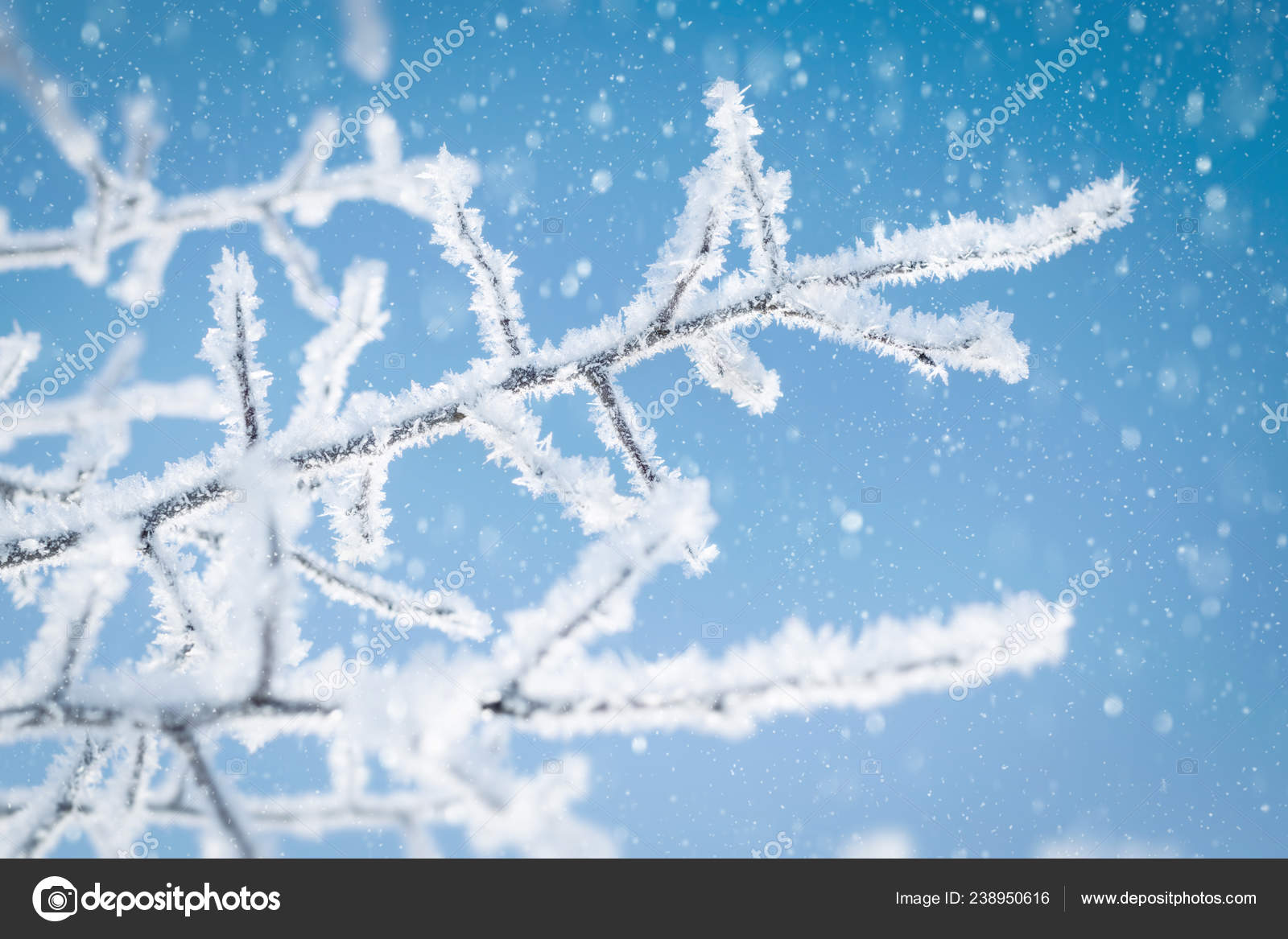 Tree Branches Covered Ice Crystals Blue Sky Falling Snow Stock Photo Image By C Serphoto Tree Branches Covered Ice Crystals Blue Sky Falling Snow Stock Photo Image By C Serphoto