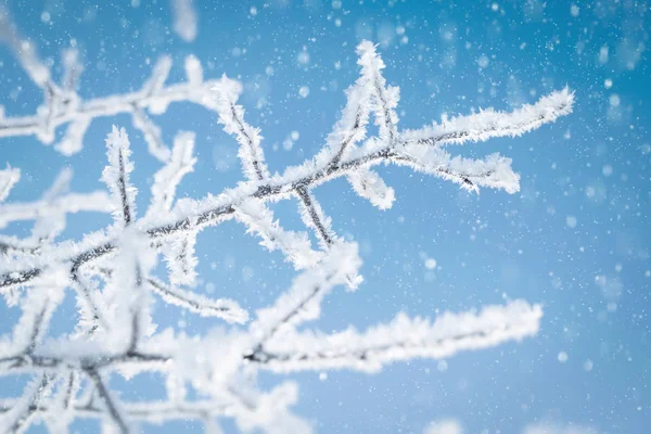 Ramas Árboles Cubiertas Con Cristales Hielo Contra Cielo Azul Nieve —  Fotos de Stock