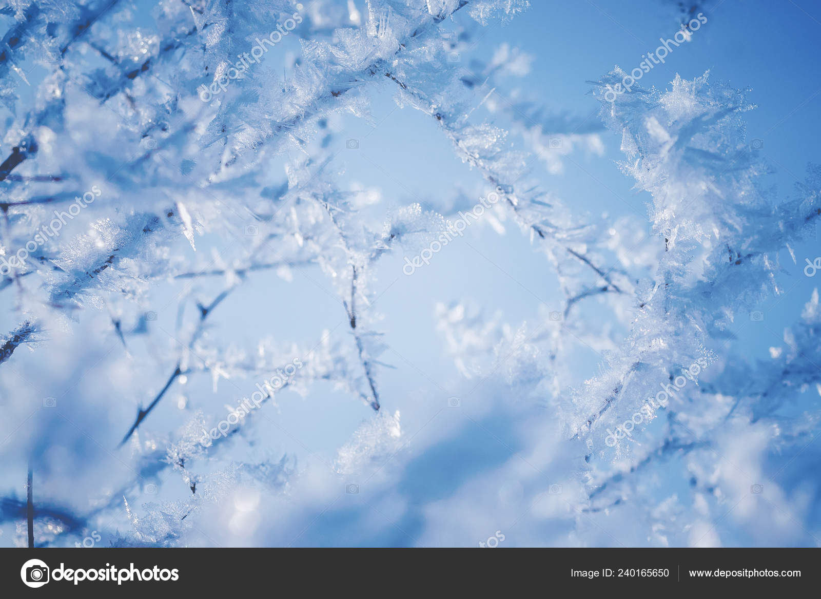 Branches Covered Beautiful Ice Crystals Blue Sky Bright Winter Day Stock Photo Image By C Serphoto Branches Covered Beautiful Ice Crystals Blue Sky Bright Winter Day Stock Photo Image By C Serphoto