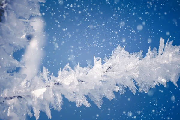 Primer Plano Cristales Nieve Una Rama Día Invierno Helado —  Fotos de Stock