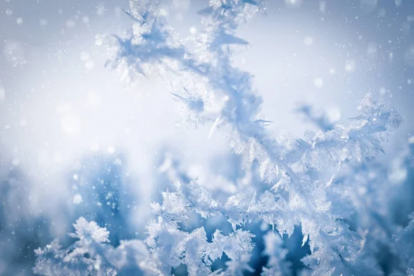Formas Extrañas Cristales Nieve Rama Árbol Día Frío —  Fotos de Stock