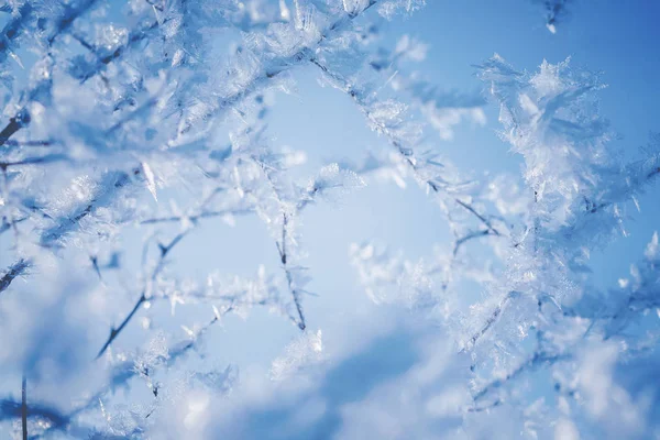 Parlak Kış Gününde Güzel Buz Kristalleri Mavi Gökyüzü Kaplı Dalları — Stok fotoğraf