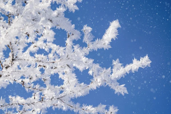 Muchas Ramas Cubiertas Con Cristales Hielo Nevadas —  Fotos de Stock