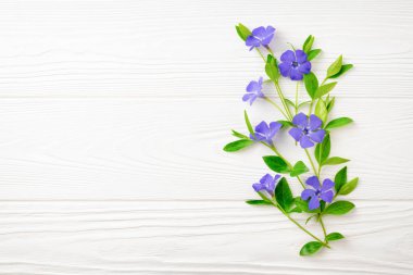 Metin için bir yer ile beyaz ahşap arka plan üzerinde mavi renk güzel çiçekler kompozisyon.