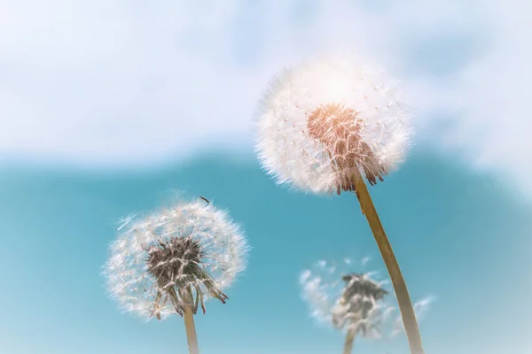 Bellissimo sfondo estivo di denti di leone contro il cielo in una giornata di sole brillante — Foto Stock