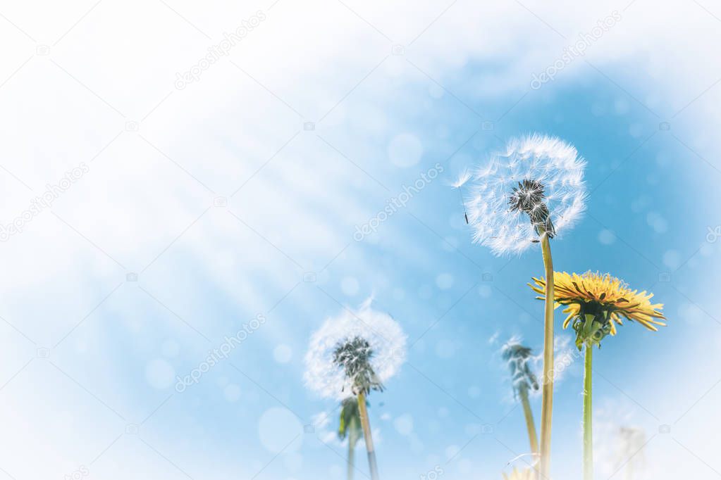 Summer background of dandelions against the sky on a bright sunny day with copy space
