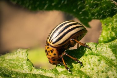 Colorado patates böceği yeme patates çalı yaprakları