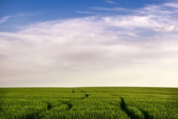 Campo de trigo verde de invierno con rastros de maquinaria agrícola y un cielo azul con nubes — Foto de Stock