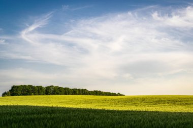 Wheat field flooded with sunlight and trees in the background against a cloudy evening sky