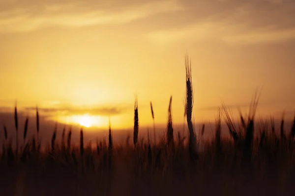 Silhouetten van tarwe oren tegen de zonsondergang hemel — Stockfoto