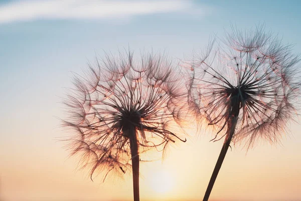 美丽的蒲公英，黄色的盐渍，对夕阳的天空 — 图库照片