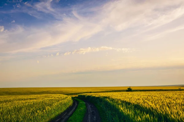 Camino de tierra en medio de un campo de trigo y cielo con nubes antes del atardecer — Foto de Stock