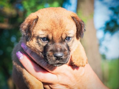 Bir kadının elinde sevimli köpek yavrusu