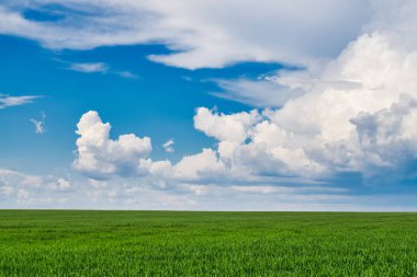 Genç yeşil buğday bir alan üzerinde bir fırtına sonra veya önce gökyüzünde Kümülüs