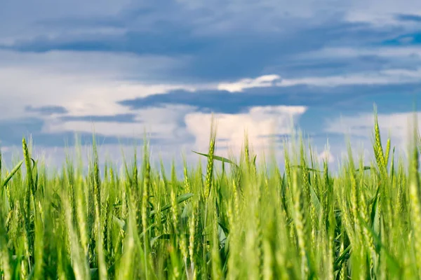 Primer plano del trigo verde joven sobre un fondo nublado del cielo — Foto de Stock