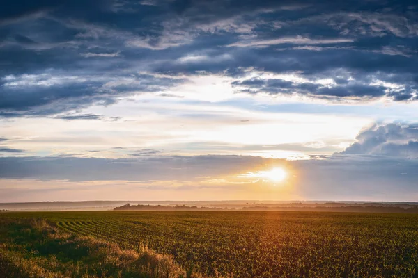 Puesta de sol sobre el campo de maíz joven, después de la lluvia — Foto de Stock