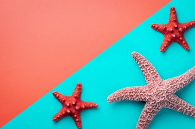 Deniz yıldızları büyük ve küçük bir mercan ve akuamarin renk arka plan karşı kopya alanı ile çapraz bölünmüş